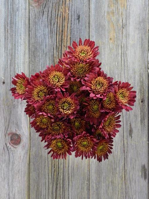 BRADFORD NOVELTY  RED POMPONS